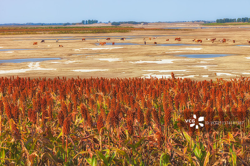 高粱红了图片素材