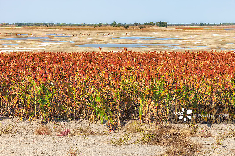 高粱红了图片素材