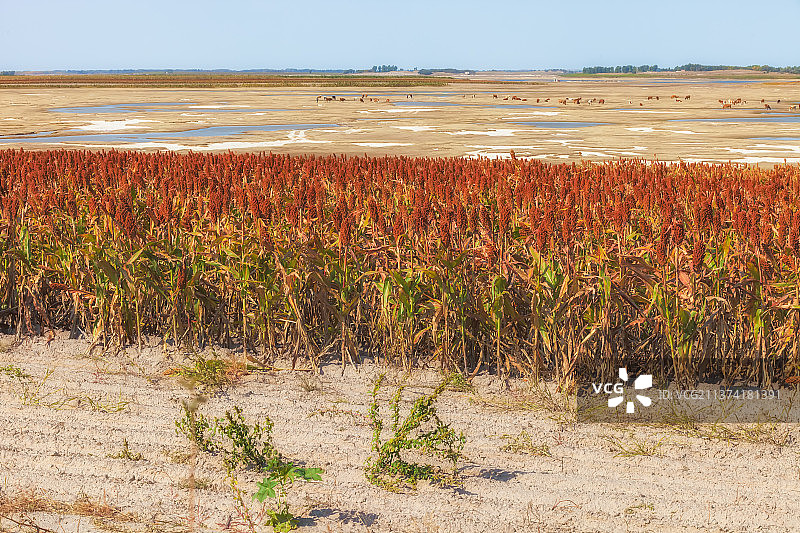 高粱红了图片素材