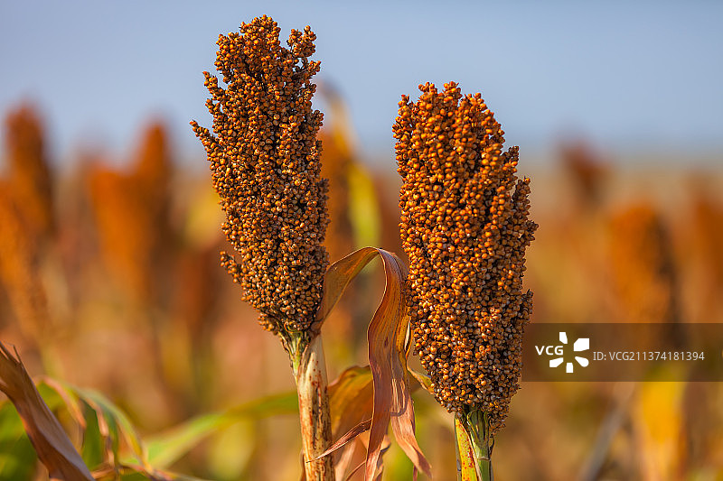 高粱红了图片素材