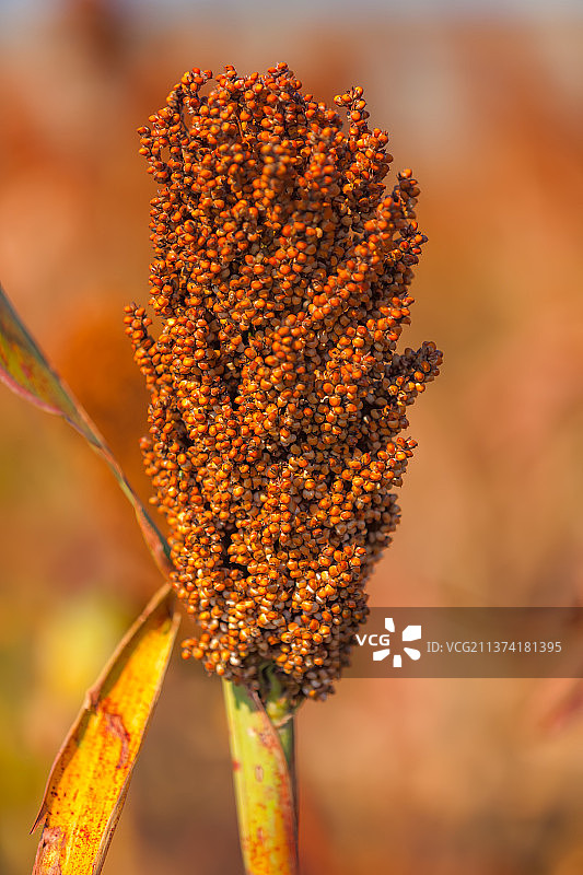 高粱红了图片素材