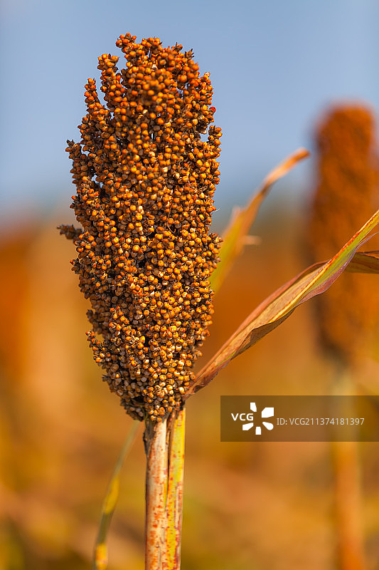 高粱红了图片素材