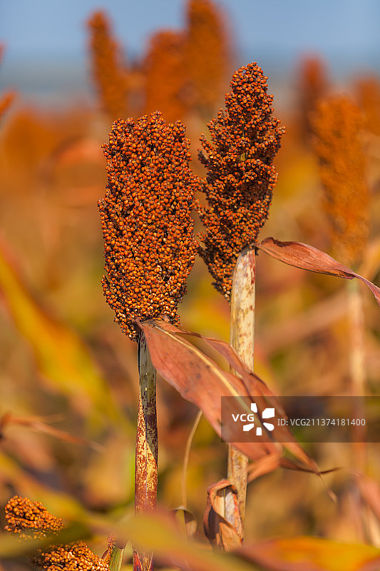 高粱红了图片素材