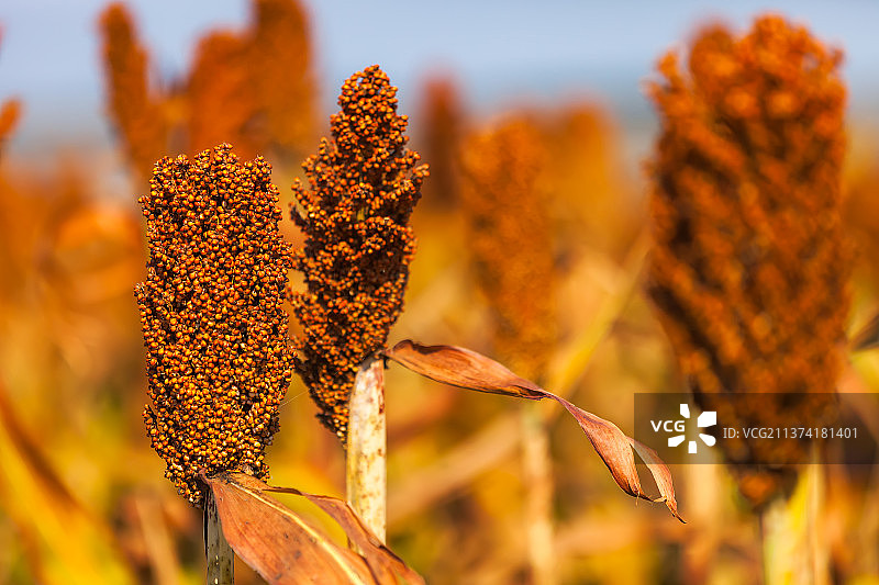 高粱红了图片素材