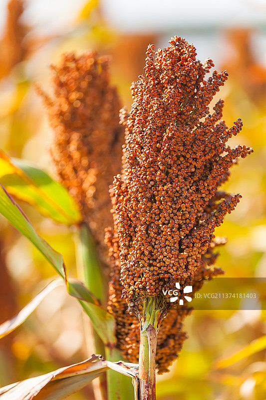 高粱红了图片素材
