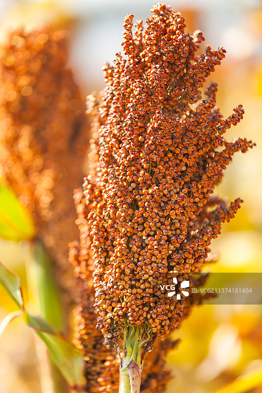 高粱红了图片素材