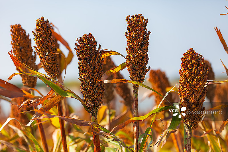 高粱红了图片素材