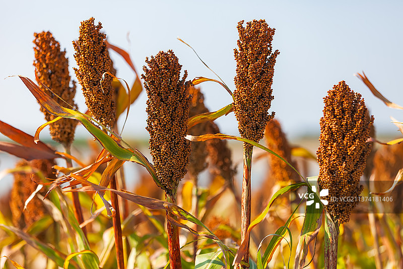 高粱红了图片素材