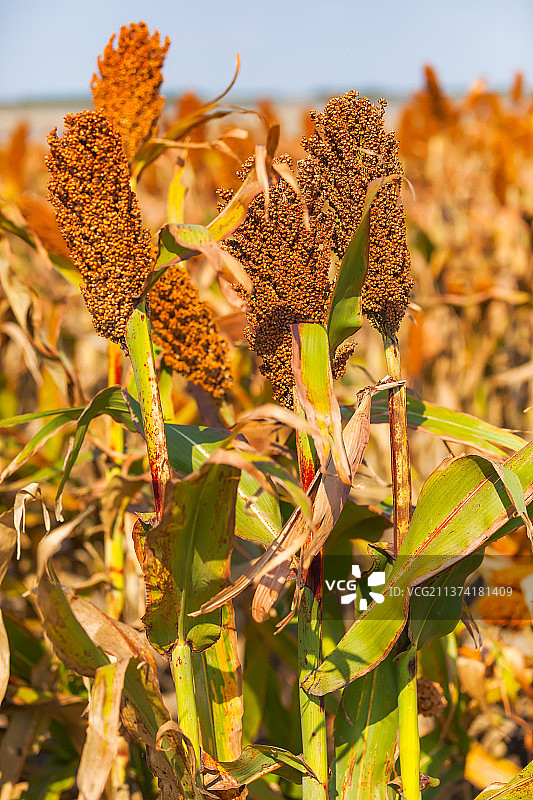 高粱红了图片素材