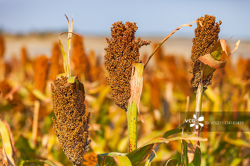 高粱红了图片素材