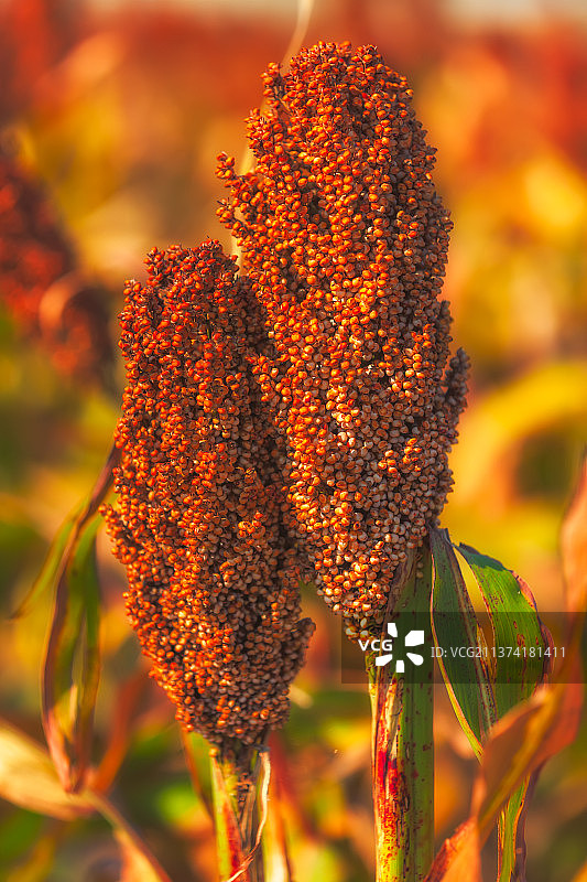高粱红了图片素材