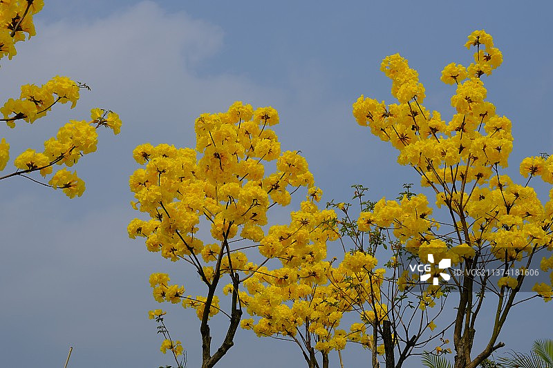 黄花风铃木图片素材