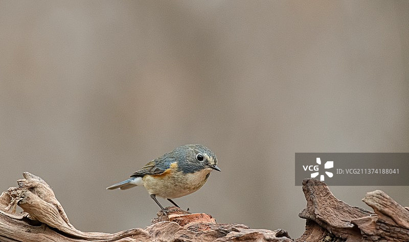 雪中的红肋蓝尾鸲图片素材