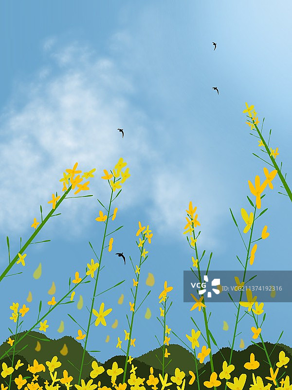 春天 春分 油菜花 天空图片素材