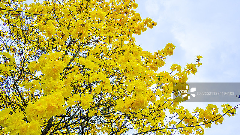 黄花风铃木图片素材