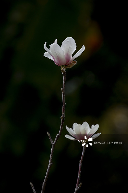 玉兰花图片素材