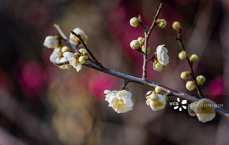 春天北京植物园梅园盛开的梅花图片素材