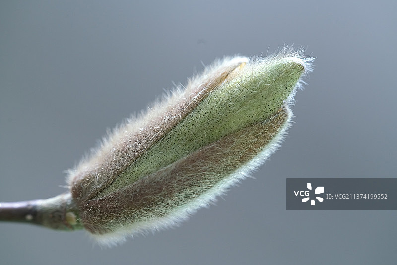 北京春天的玉兰花特写图片素材