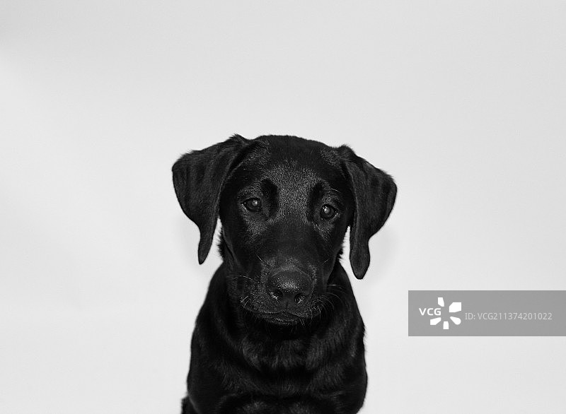 坐着的黑色拉布拉多寻回犬，黑白肖像图片素材