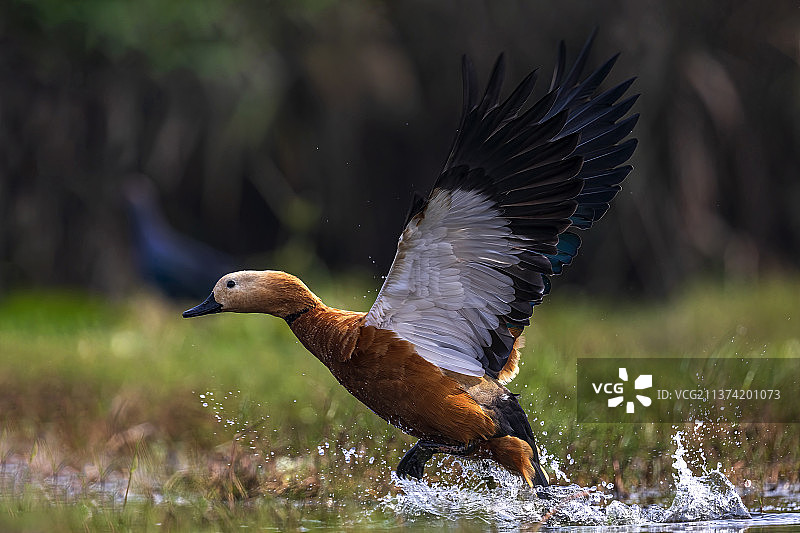 红麻鸭特写，栖息在田野上，印度曼加拉约迪观鸟塔图片素材