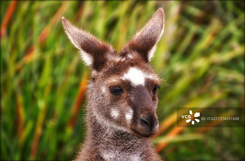 袋鼠特写图片素材