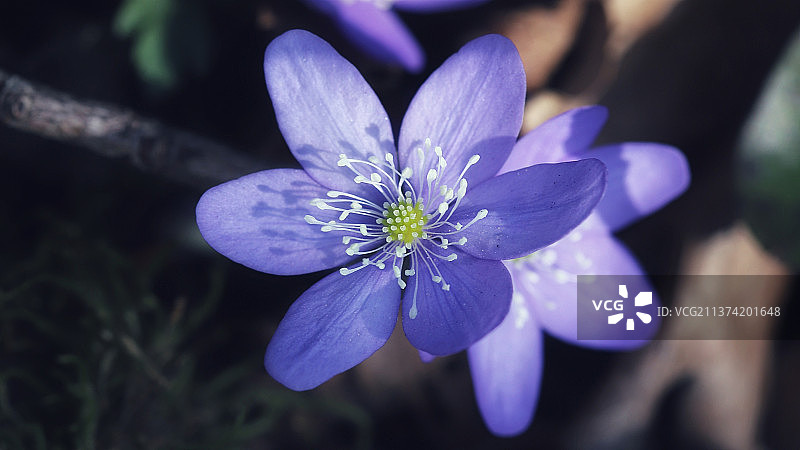 紫色花朵特写图片素材