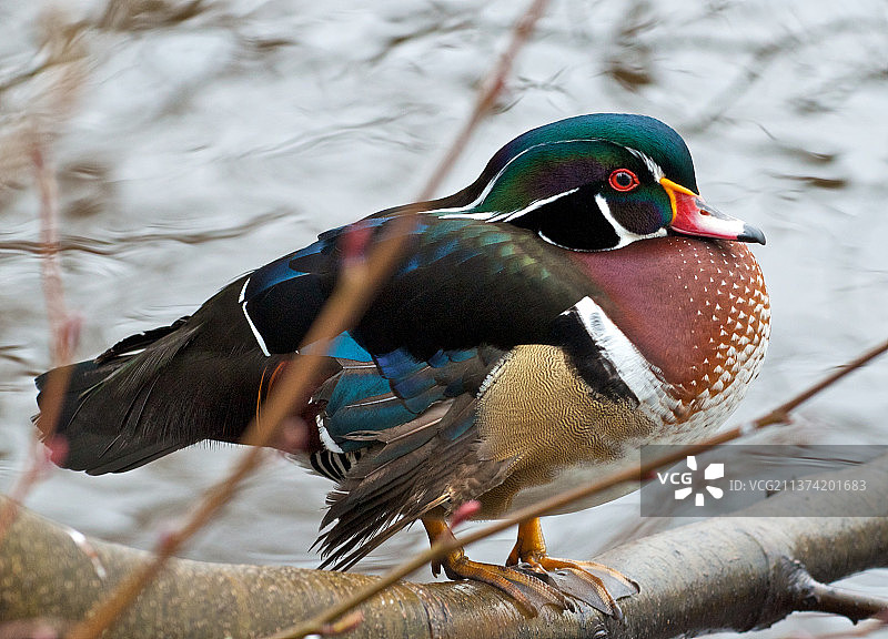 在湖中游泳的木制绿头鸭特写图片素材