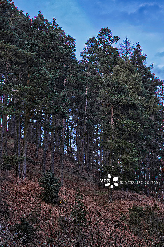 森林里的树背对着天空图片素材