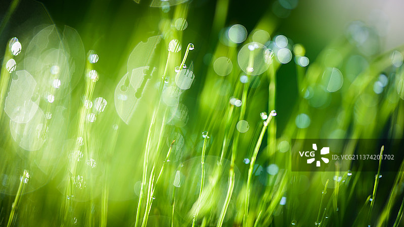 湿草特写图片素材