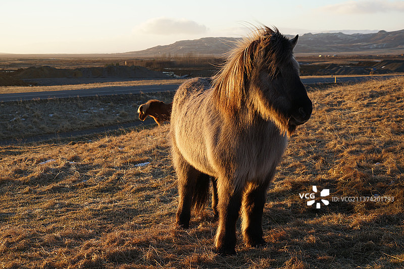 草地上长发小马的旷野动物风景图片素材