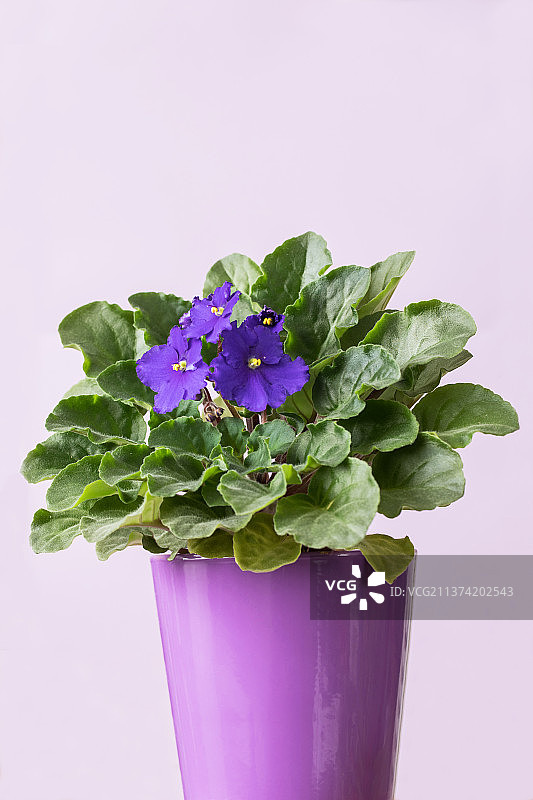 紫色背景下的紫色开花植物特写，杜戈塞洛，克罗地亚图片素材