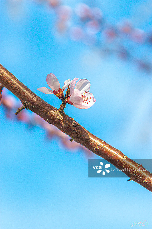 春天里的山桃花图片素材