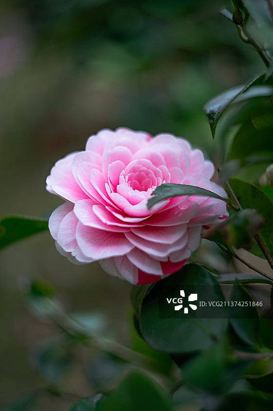 山茶花图片素材