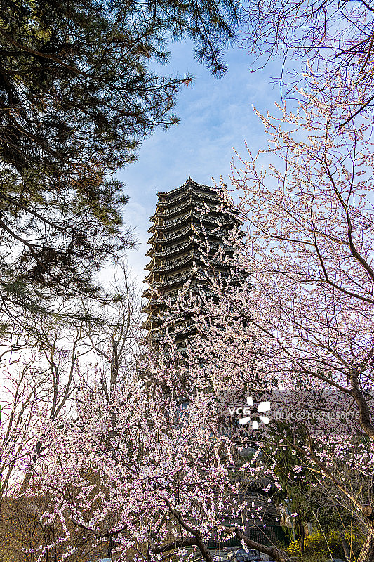 春天三月山桃花掩映的北京大学博雅塔图片素材