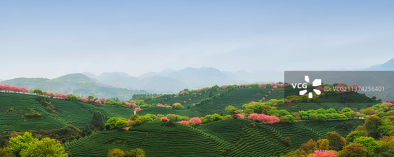 福建省龙岩市漳平市永福镇台品樱花茶园春季户外风光图片素材