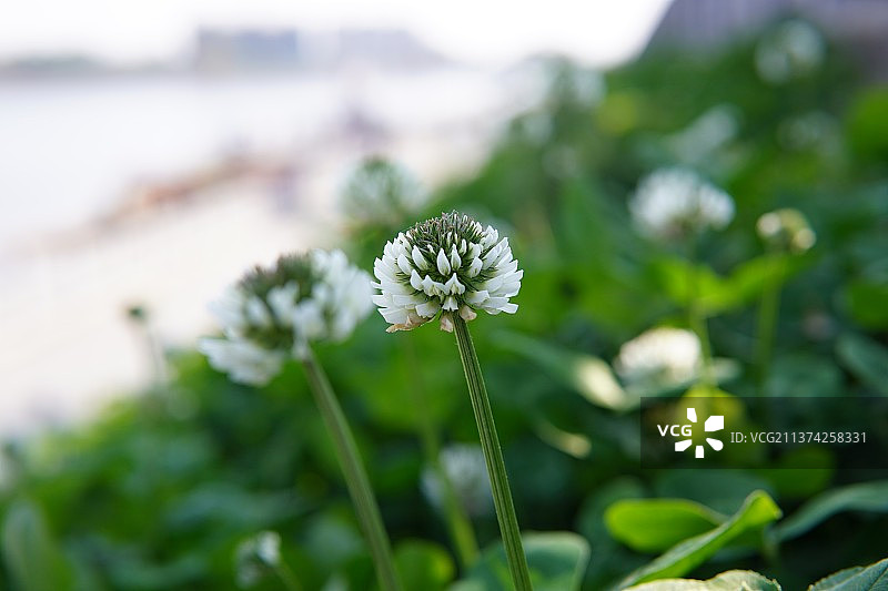 三叶草图片素材