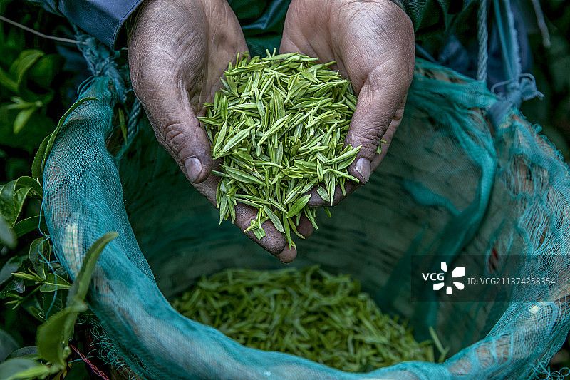 太湖洞庭碧螺春开采（采摘）图片素材