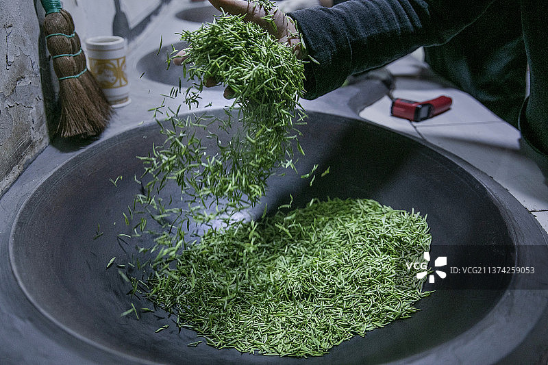 太湖洞庭碧螺春开采（炒茶）图片素材