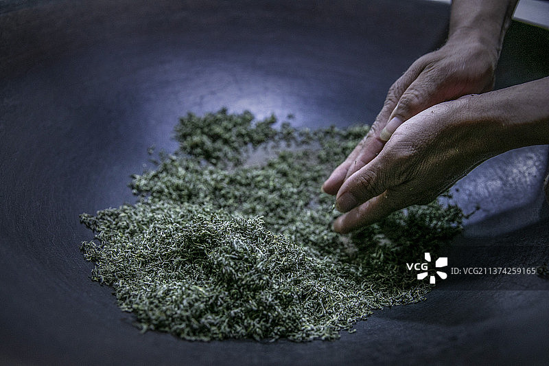 太湖洞庭碧螺春开采（炒茶）图片素材