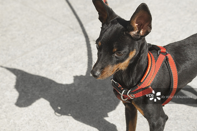 小鹿犬图片素材