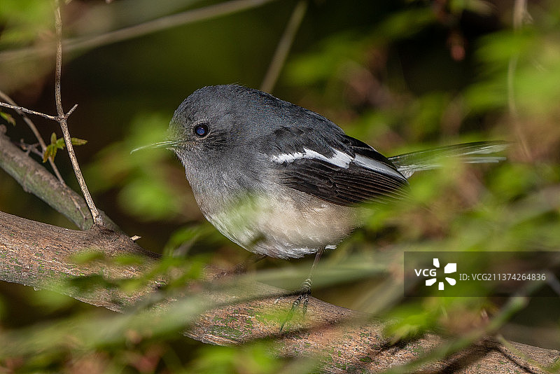 四喜报春图片素材