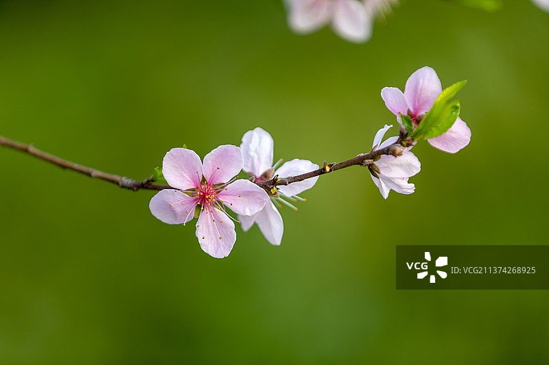 桃花开丨扬州春天图片素材