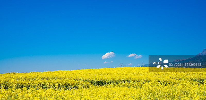 腾冲界头油菜花海图片素材