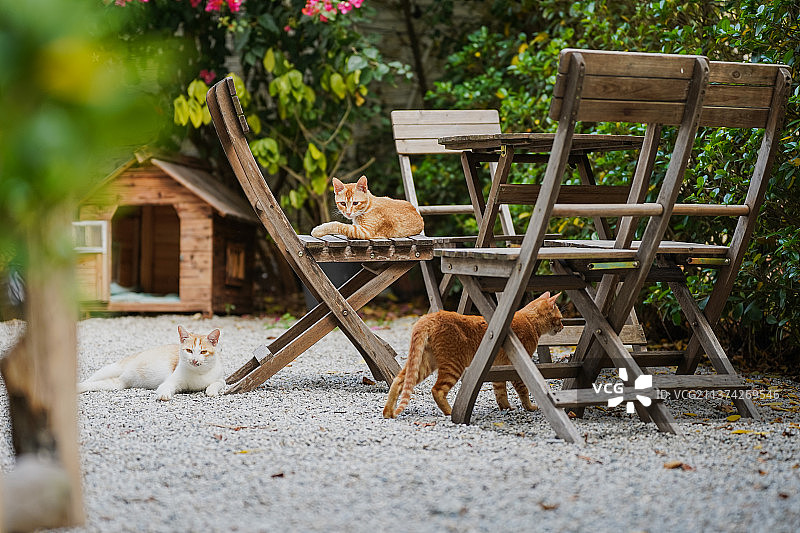 Cats in the garden 花园里的猫图片素材