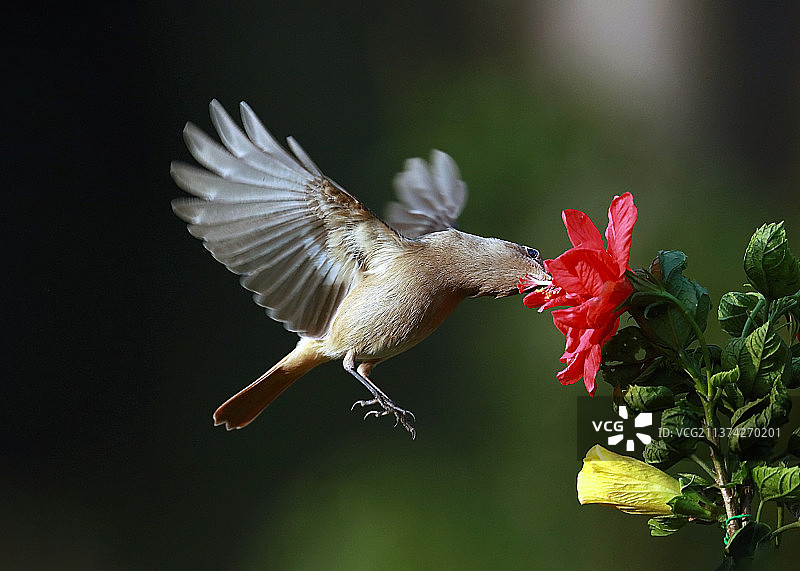 北紅尾鴝覓食图片素材