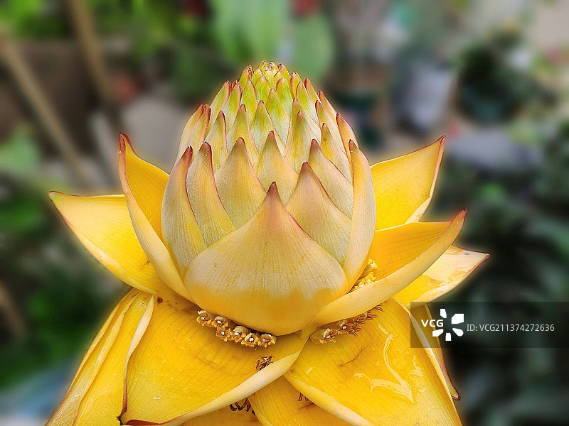 佛家七树七花之地涌金莲图片素材