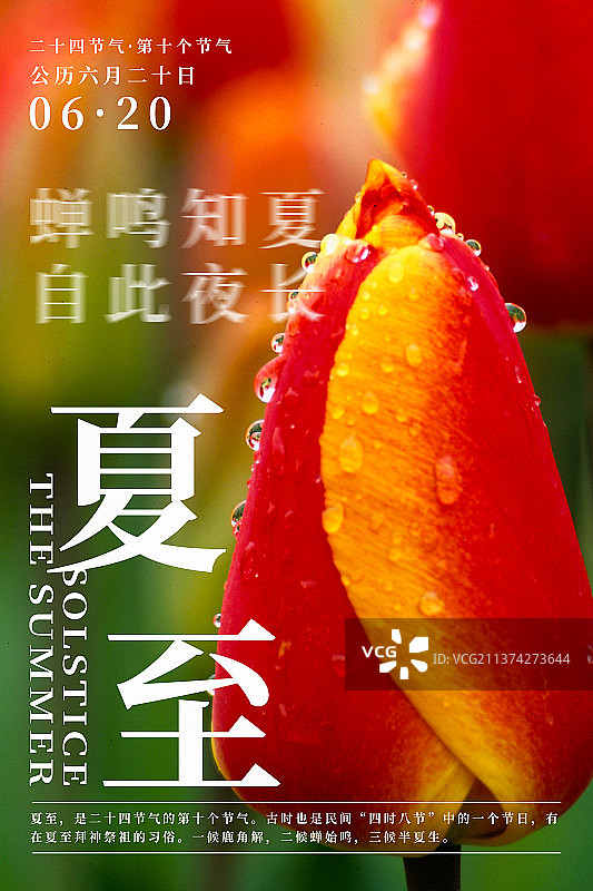 自然植物风景二十四节气海报之夏至图片素材