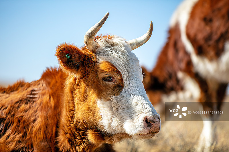 黄牛图片素材