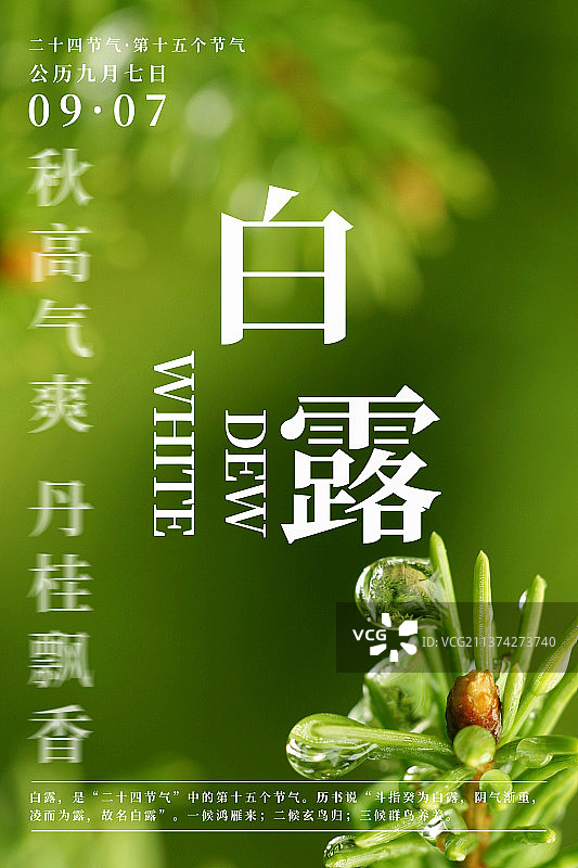 自然植物风景二十四节气海报之白露图片素材