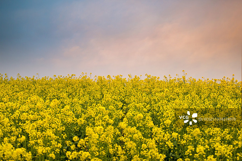 春日油菜花图片素材